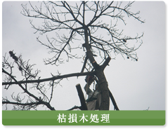 枯損木処理