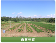 山林種苗