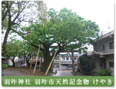 羽咋神社 羽咋市天然記念物　けやき