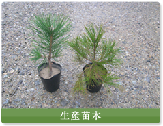 生産苗木