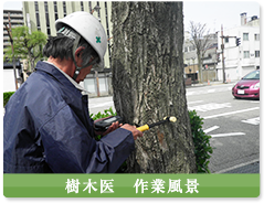 樹木医　作業風景