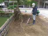 樹木医 作業風景 エアースコップ使用